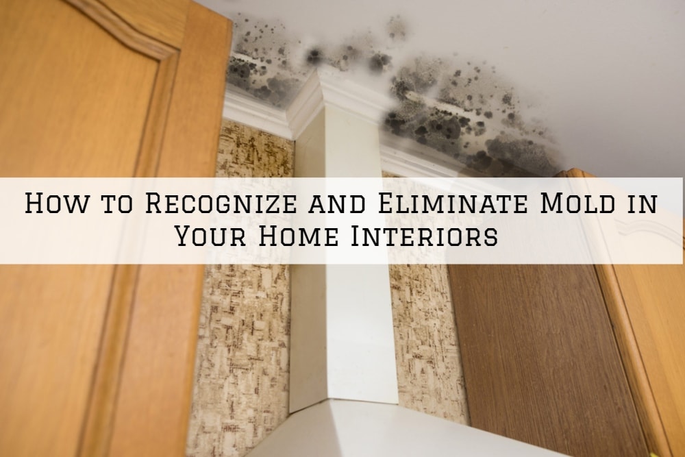 How to Recognize and Eliminate Mold in Your Home Interiors